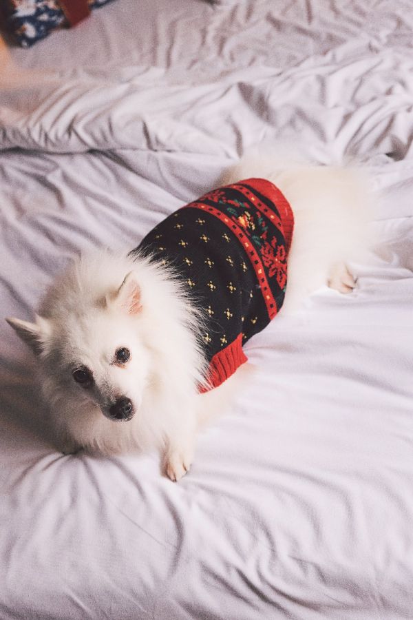Πλεκτό μπλουζάκι για σκύλο με γιορτινό σχέδιο σε μαύρο/κόκκινο χρώμα
